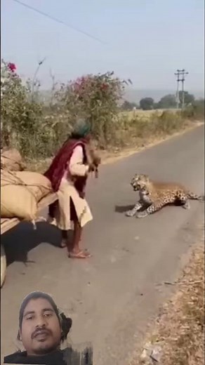 #sehar #animals #lion