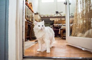 Cat Can't Walk After Gabapentin - Know the Signs and What to Do - Petsmartgo