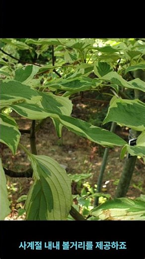 무늬층층나무[Cornus controversa ‘Variegata’]