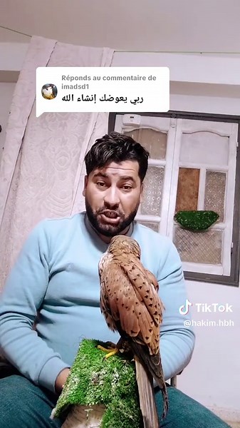 Réponse à @imadsd1 #صقور #شاهين ڜادو رجع