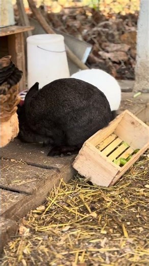 The funniest bunnies around. Lots of zoomies. #bunny #rabbit #chickencoop #chicken #birdwatching