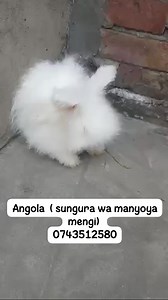 Angola breed | Farm Agro Solutions Company Limited