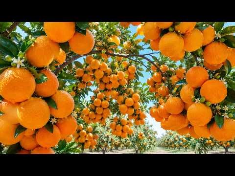Harvesting Sweet Oranges | Clean Citrus Orchard and Fresh Juice ASMR