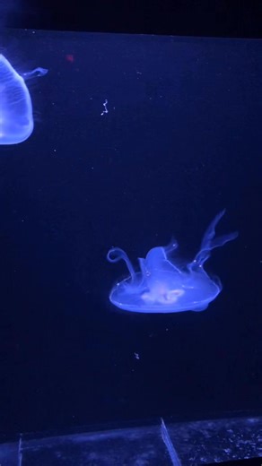 12 reactions | There is something magical about watching life move with such grace. These jellyfish remind us to flow, trust, and let our inner light guide the way. #InnerCalm #SpiritualInspiration #jellyfish | Colleen Vanderzyden, Medium & Empowerment Coach | Facebook