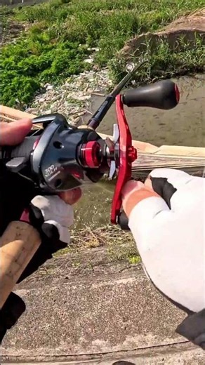 【ナマズ釣り】極太ナマズがフロッグを丸呑み！
