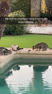 Classic | Cheezburger