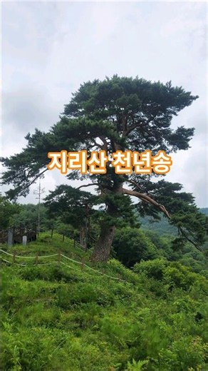 지리산 남원여행, 천년을 살아서 이겨낸 소나무 와운천년송 힐링여행. #지리산여행 #와운마을 #지리산천년송 #뱀사골 #와운천년송 #힐링여행 #계곡트레킹 #시니어여행 #참좋은하루야