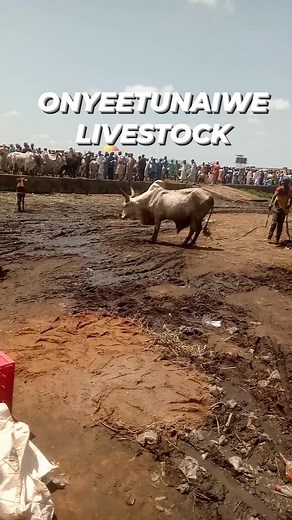 Aggressiveness in Cows! Sometimes a cow isn’t just being mean she’s protecting her space or calf. Cows get aggressive when stressed, in pain, or defending their young. Always handle them calmly, avoid loud noise, and give them space. A calm cow is a happy cow! #FarmLife #CattleCare #ONYEETUNAIWELIVESTOCK #LivestockAwareness #agribusiness #ibusa #FarmToMarket | Peter Onochie Olunwabusoh | Facebook