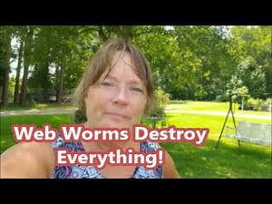🌳🪱Web Worms In Pecan Trees