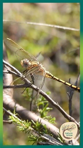 Dragonfly Wings Forward — Classic Skimmer Pose