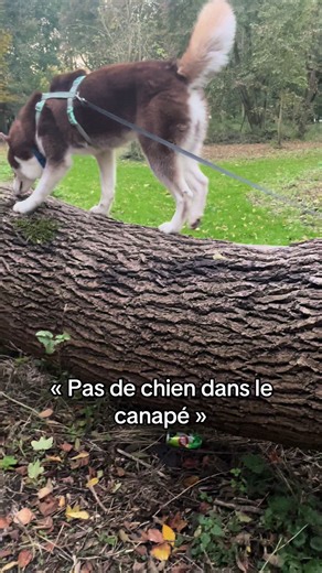 Comment ne pas craquer avec leurs petites bouilles 🥰😂#dog #foryouu #fyp #husky #pourtoi