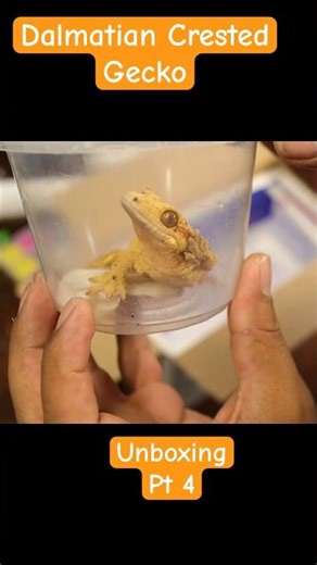 Dalmatian Crested Gecko Unboxing! Pt 4 #gecko