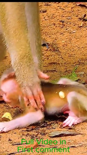 7.2K views · 80 reactions | Just 2 Days Old! Poor Newborn Monkey Left Alone Crying for Mom | Cute Babies Monkey | Facebook