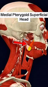 Medial pterygoid #muscle #anatomy 👨‍⚕️💪 | Dr. Ishtiaque Arafat
