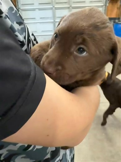 ✨ Two Chocolate Boys Still Looking for Their Furever Homes ✨ Our two handsome chocolate lab boys are still waiting for the perfect families to scoop them up 💕 These sweet cuddle bugs are full of personality — playful, loving, and always ready for belly rubs and puppy kisses. They’ve been raised with lots of love and are already stealing hearts everywhere they go. If you’ve been thinking about adding a loyal, sweet, and snuggly best friend to your family… this is your sign 🐶🤎 📩 Message me for
