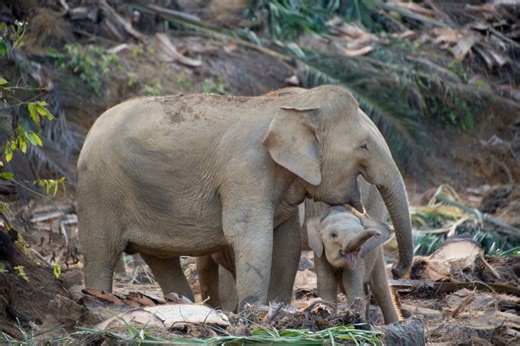 The world’s smallest elephants are facing extinction. One woman has a plan to save them