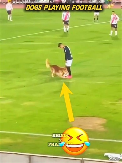 Dogs Playing Football v/s Cat 😸#trollface #shorts #animals #skulledit #usa #india