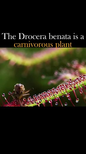 5.1K views · 148 reactions | Drosera binata, commonly known as the...