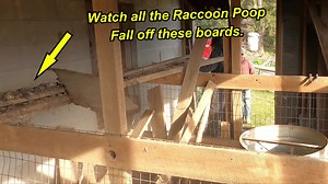 5.1K views · 358 reactions | Raccoons lived on the back of this barn for years. A Short video of our newest project. | Country View Acres | Facebook