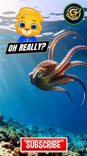 Octopus Has 3 Hearts!