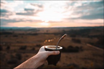 Yerba Mate Plant - How to Grow It, Make It and Drink It!