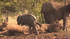 Watch a Elephant loving a good belly rub at Kruger National Park, South Africa. #amazing #wildlife #safari #nature #animals | Wildest Kruger Sightings
