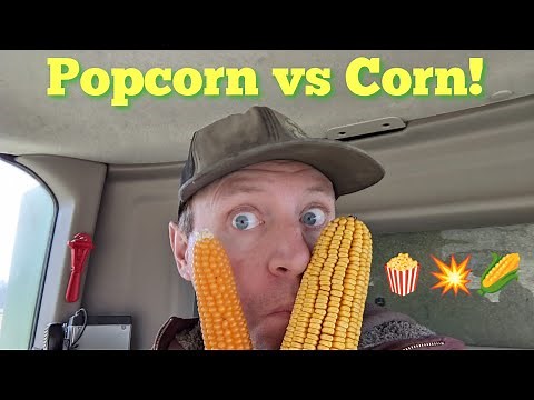 How Is Popcorn Harvest Different From Corn Harvest?