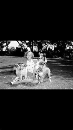 Was June Lockhart worried about sharing her 1st TV series w/ a dog (Lassie to be exact)? RIP June ❤️ Remembering Legendary June Lockhart (1925–2025) – Star of Lassie, Lost in Space & Petticoat Junction Full interview, free, on our YouTube channel: www.YouTube.com/DuFoeNet #JuneLockhart #LostInSpace #Lassie #PetticoatJunction #ClassicTV #HollywoodLegend #InMemoriam | Cult TV A-Go-Go