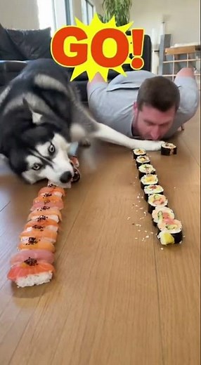 Man vs Dog The Ultimate Sushi Battle for Internet Glory!
