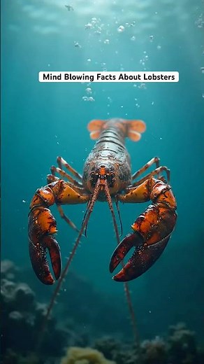 Mind Blowing Facts About Lobster