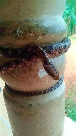 Coiled Snake | Wrapped Around Pillar 🐍 #Shorts