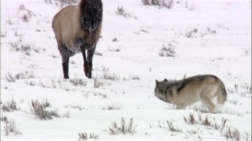 Watch a bull elk chase a wolf in Yellowstone National Park. "A single wolf has about a 2% chance of killing an adult elk by itself." (Packer and Ruttan 1988). And that is not differentiating between an adult cow and a bull elk such as this one. The success rate of wolf chases with pack members is only three to 14 percent. "Wolves fail as hunters more often than they succeed," Stevens wrote in the New York Times, "Their main prey species have evolved with them, and so developed formidable defense