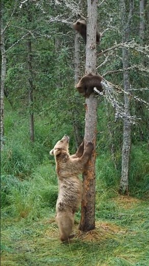 Momma Bear Stands Guard as Cubs Practice Tree Climbing! 🐻‍👧‍👦#wildlife #nature #naturelovers