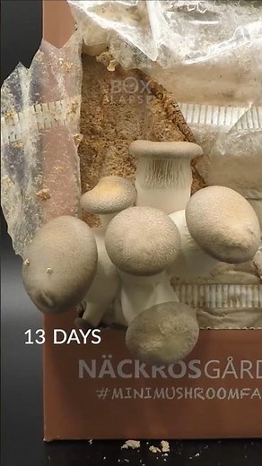 Black pearl mushroom timelapse