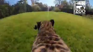 The Cincinnati Zoo harnessed a GoPro on the back of their cheetah and captured her running at full speed! | 12News