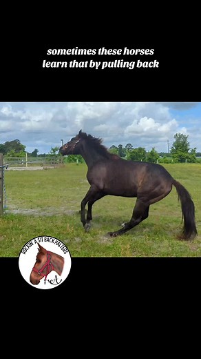 Sit Back Horse Halter for Effective Training | Stop Pulling Back Habit