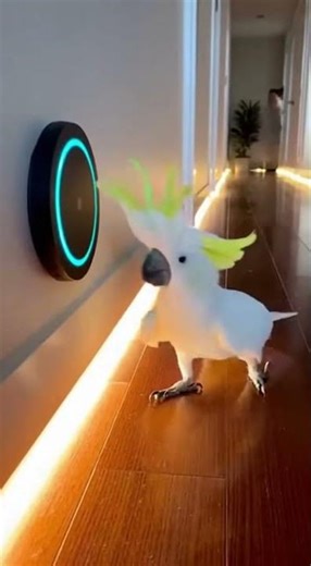 This Parrot Controls the House