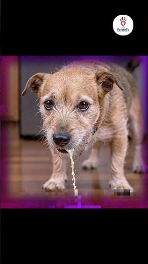 Early signs of kidney or liver disease in pets