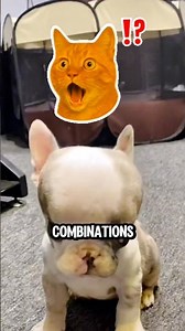 Title:Top 5 Weirdest Dog Breed Combinations You Won’t Believe Exist #dog #shorts