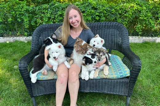 Meet Icelandic Sheepdog Breeder Kayla Stilger of Apricity Icelandics