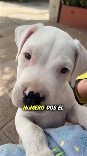 😱 ¡No creerás en qué se convierten estos perros! #shorts