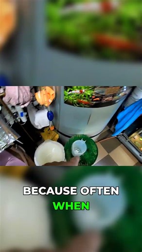 Dont Kill Baby Shrimp Like This