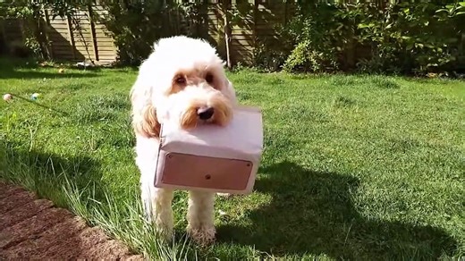 Cavapoo VS Cockapoo - Compare Two Poodle Mix Breeds