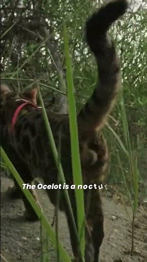 Do Ocelots Make Great Pets? 😼 Facts about Ocelots 🐈‍⬛ Pet Ocelots
