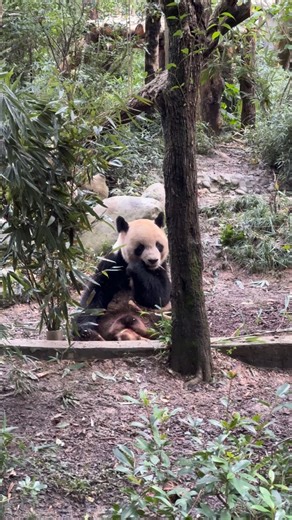 339 reactions · 32 shares |  欄 #YuanMeng ce samedi 25 octobre en direct de la base des #pandas de Chengdu où il vit depuis son départ du @zoobeauval.  ©️ Jérôme POUILLE / www.panda.fr Pour soutenir mon site web ⤵️ https://buymeacoffee.com/pambassador | Panda.fr | Facebook