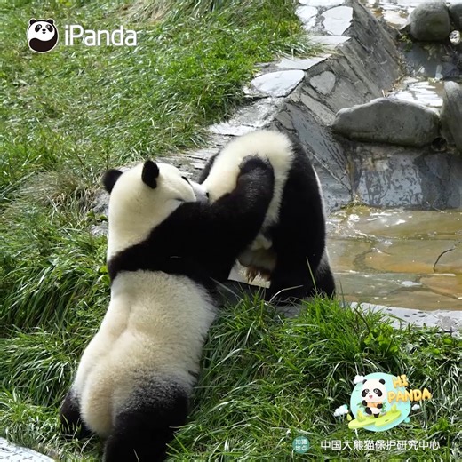 Who ordered the rice dumplings with white frosting? They are available now. #PandaTime #CCRCGP #HiPanda For more panda information, please check out: http://en.ipanda.com | iPanda