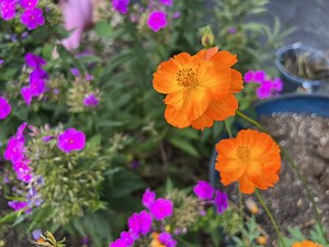 How to Save Cosmos Seeds: Easy Way to Harvest for Next Year's Garden