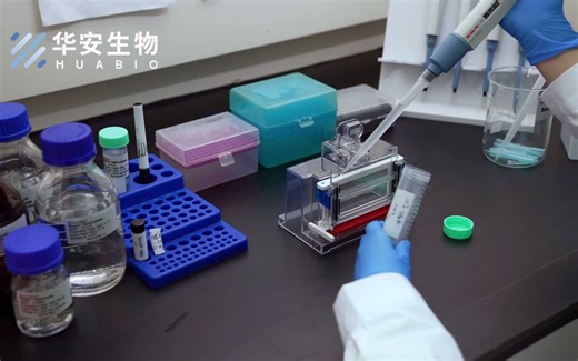 HUABIO 教你8分钟掌握Western Blot实验！一起来获得清晰条带吧！