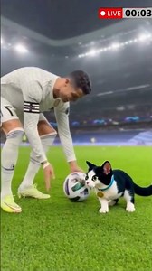 football Cat Takes Over the Soccer Field! 😻⚽️😻 💯