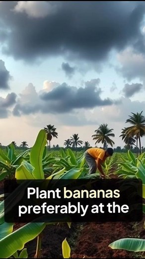 Easy Banana Planting Tips for a Great Harvest